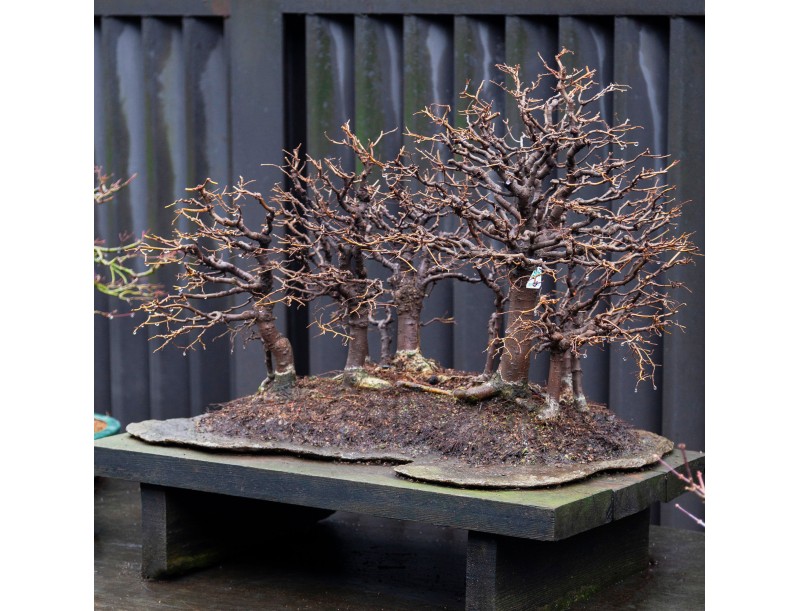 Zelkova Serrata - Orme - 58 cm