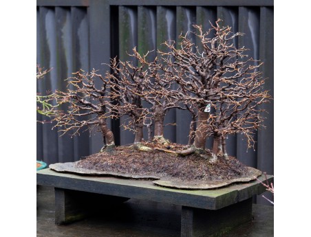 Zelkova Serrata - Iep - 58 cm