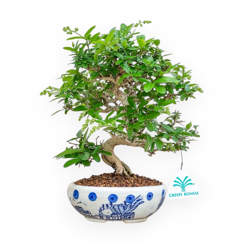 Ligustrum - Ligustro - 27 cm