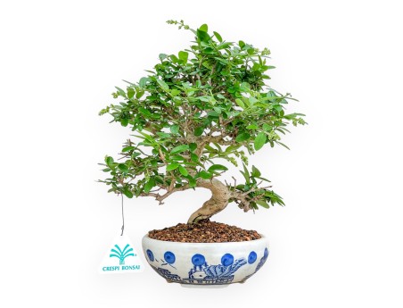 Ligustrum - Ligustro - 27 cm