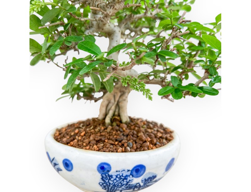 Ligustrum - Privet - 27 cm