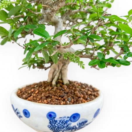 Ligustrum - Privet - 27 cm