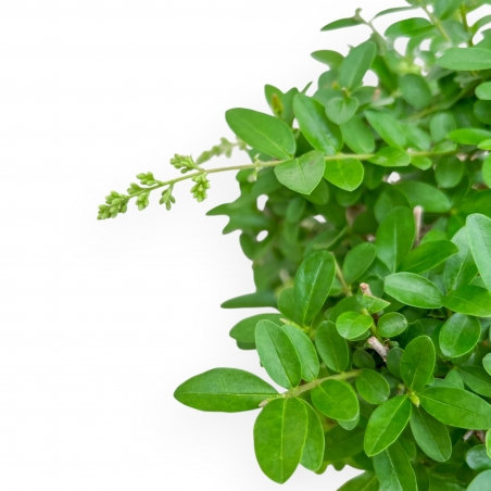 Ligustrum - Ligustro - 27 cm