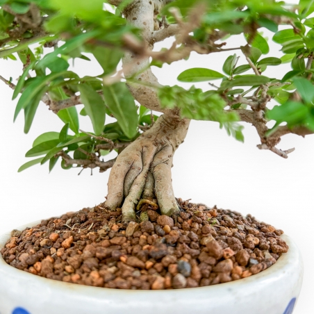 Ligustrum - Ligustro - 27 cm