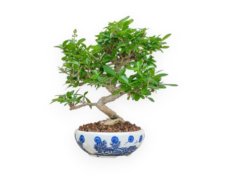 Ligustrum - Privet - 24 cm