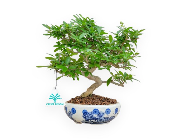 Ligustrum - Troène - 24 cm