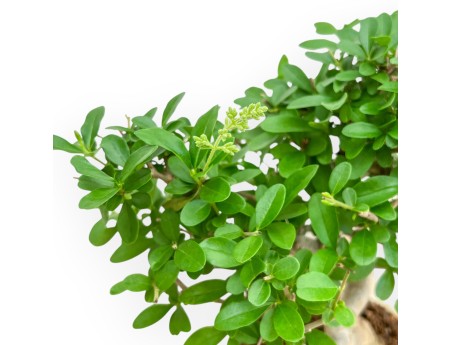 Ligustrum - Privet - 24 cm
