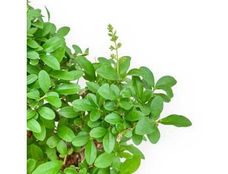 Ligustrum - Troène - 24 cm