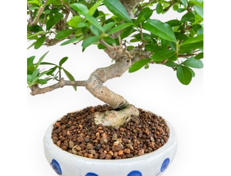 Ligustrum - Troène - 24 cm