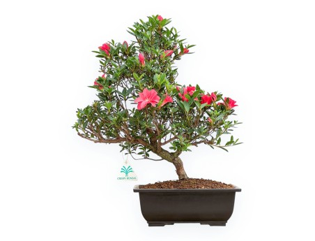 Rhododendron Indicum Miyu No Kagayaki - Azalea - 41 cm
