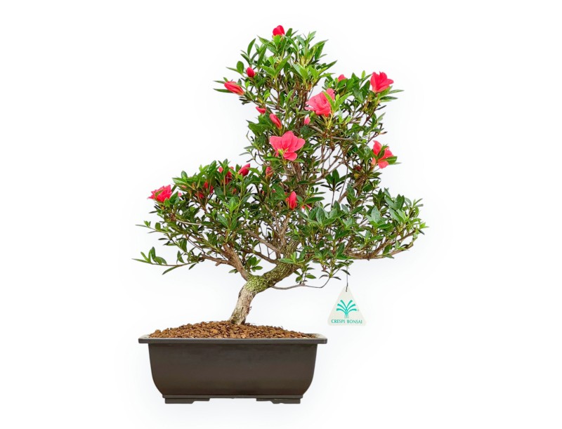 Rhododendron Indicum Miyu No Kagayaki - Azalea - 41 cm