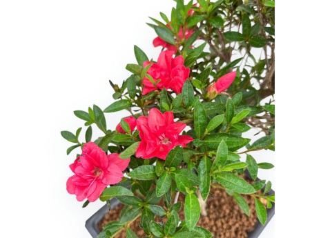 Rhododendron Indicum Miyu No Kagayaki - Azalée - 41 cm