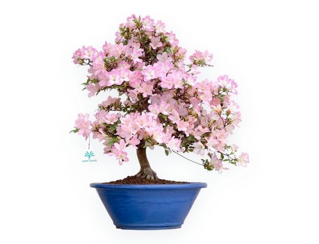 Rhododendron Indicum Sakurakomachi - Azalée - 54 cm