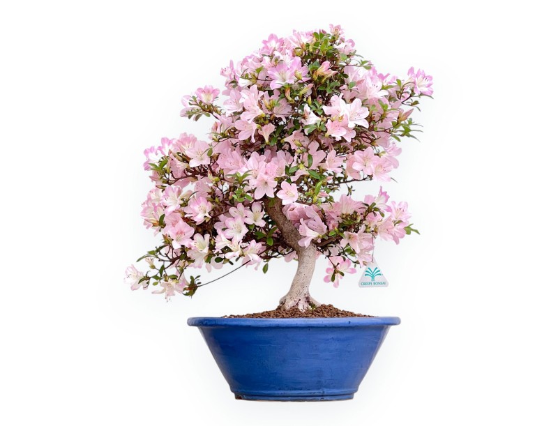Rhododendron Indicum Sakurakomachi - Azalée - 54 cm
