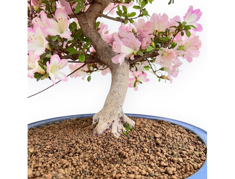 Rhododendron Indicum Sakurakomachi - Azalée - 54 cm