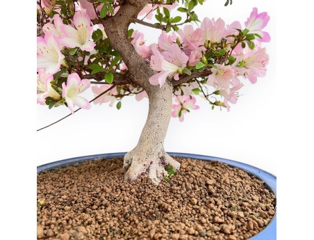 Rhododendron Indicum Sakurakomachi - Azalée - 54 cm