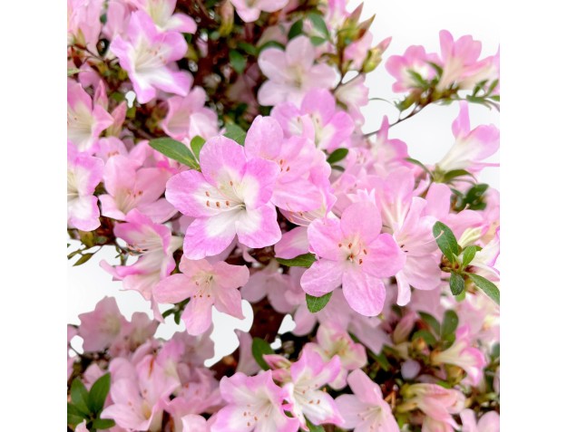 Rhododendron Indicum Sakurakomachi - Azalée - 54 cm 2