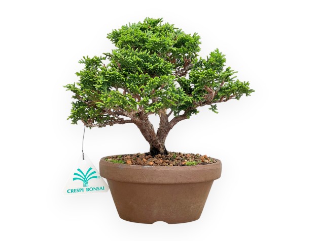 Chamaecyparis Obtusa - False Cypress - 21 cm
