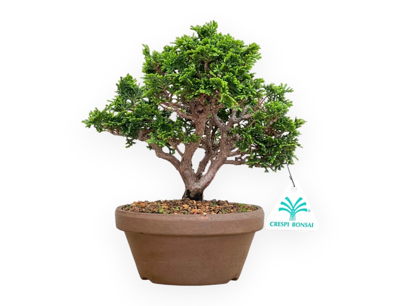 Chamaecyparis Obtusa - Falso Cipresso - 21 cm