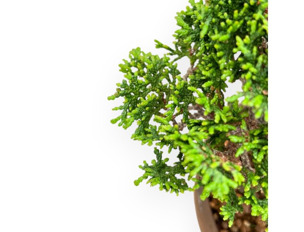 Chamaecyparis Obtusa - Falso Cipresso - 21 cm 2