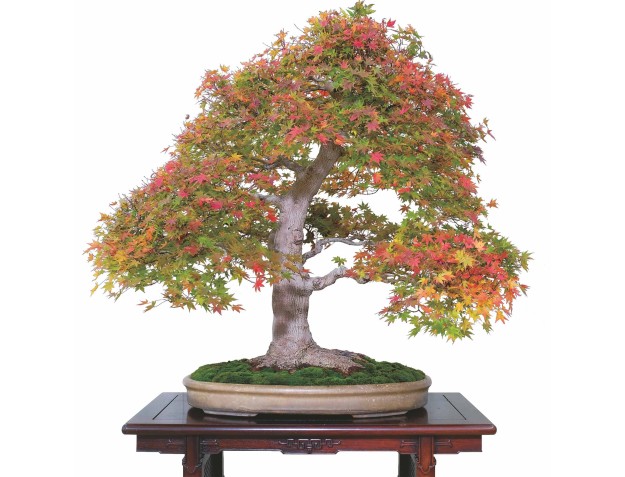 Bonsai Lesson-Workshop for enthusiasts with master TAKAHIRO KATO