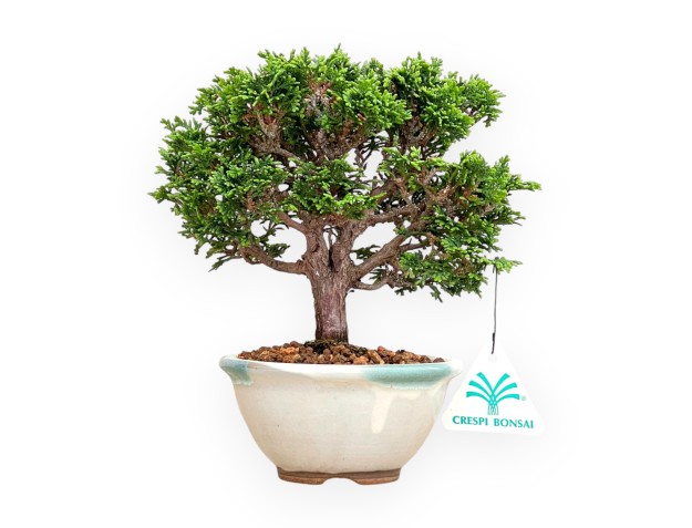 Chamaecyparis Obtusa - Faux Cyprès - 19 cm