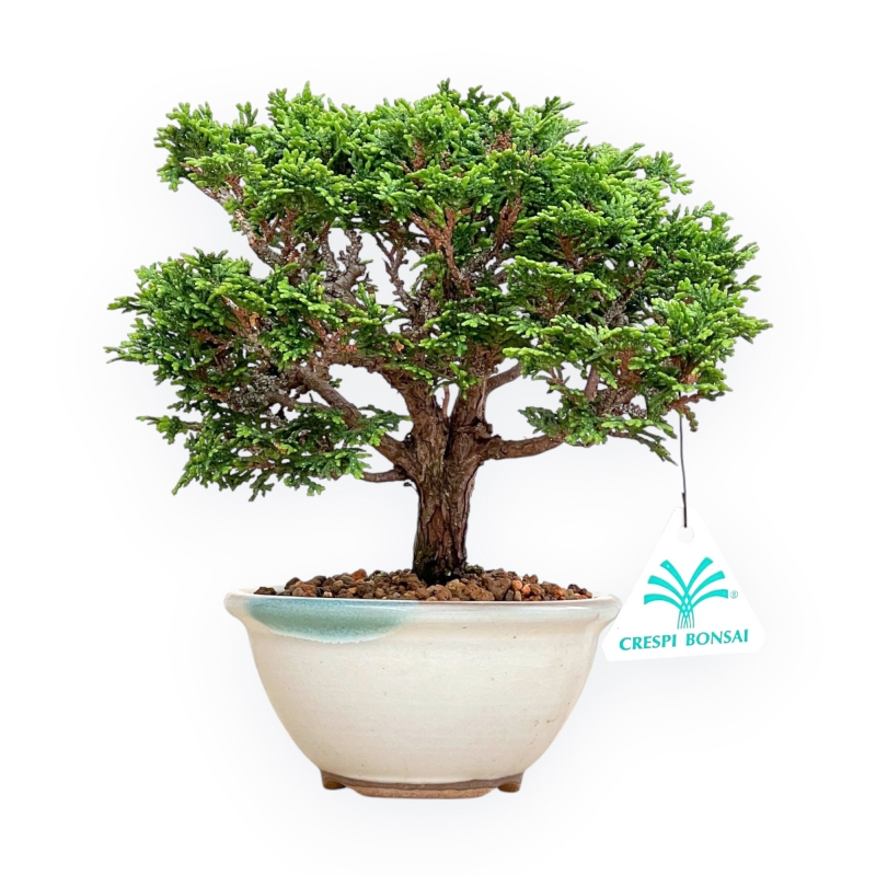 Chamaecyparis Obtusa - Faux Cyprès - 19 cm