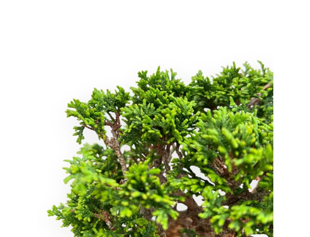 Chamaecyparis Obtusa - Faux Cyprès - 19 cm 2