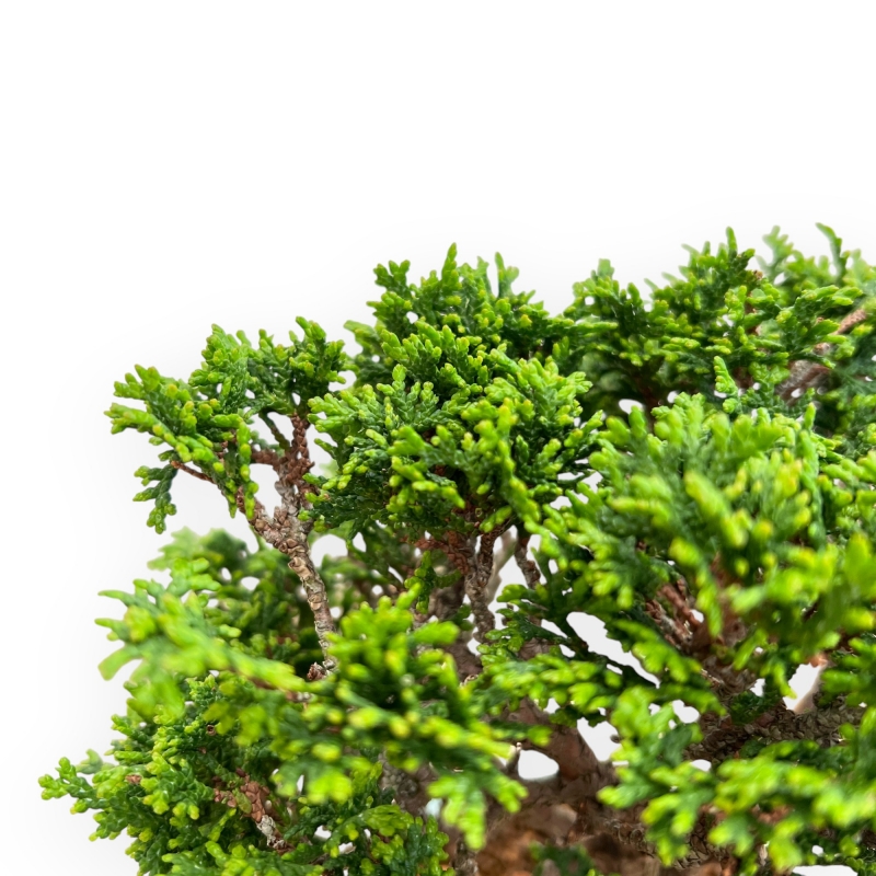 Chamaecyparis Obtusa - Falso Cipresso - 19 cm