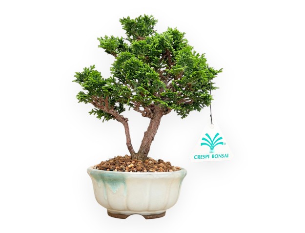 Chamaecyparis Obtusa - False Cypress - 20 cm