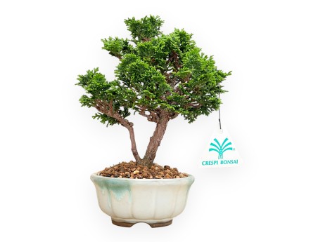 Chamaecyparis Obtusa - Falso Cipresso - 20 cm