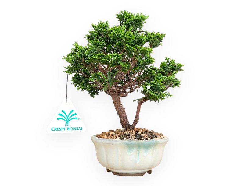 Chamaecyparis Obtusa - False Cypress - 20 cm