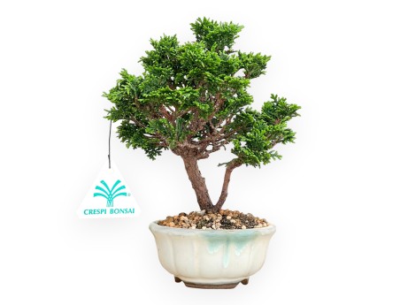 Chamaecyparis Obtusa - Faux Cyprès - 20 cm