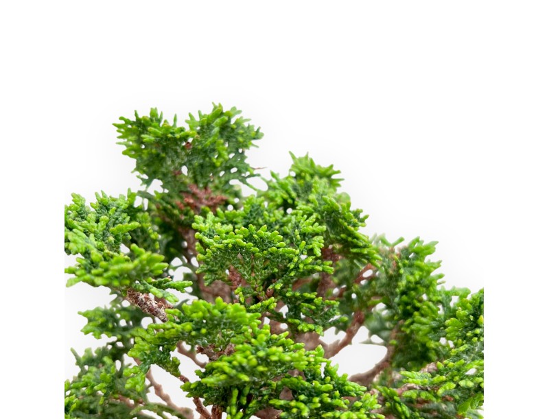 Chamaecyparis Obtusa - Faux Cyprès - 20 cm