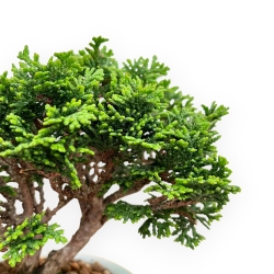 Chamaecyparis Obtusa - Falso Cipresso - 15 cm