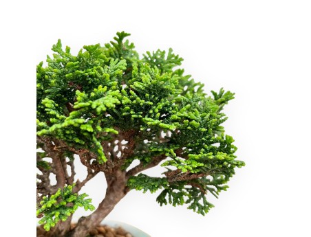 Chamaecyparis Obtusa - False Cypress - 15 cm