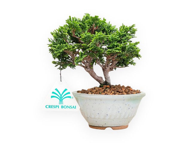 Chamaecyparis Obtusa - False Cypress - 15 cm