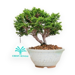 Chamaecyparis Obtusa - Falso Cipresso - 15 cm