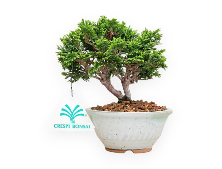 Chamaecyparis Obtusa - Faux Cyprès - 15 cm