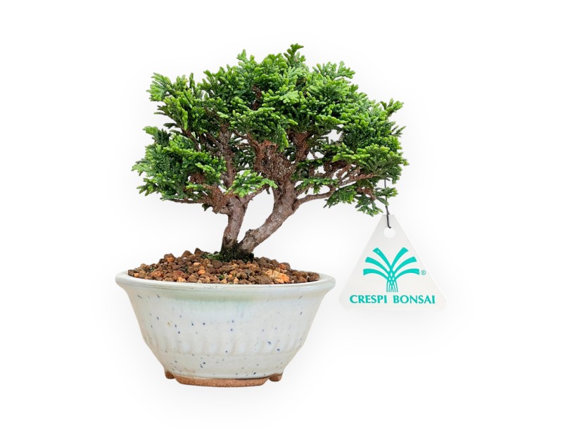 Chamaecyparis Obtusa - False Cypress - 15 cm