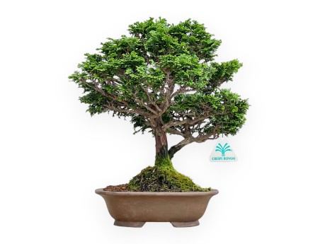 Chamaecyparis Obtusa - Falso Cipresso - 31 cm