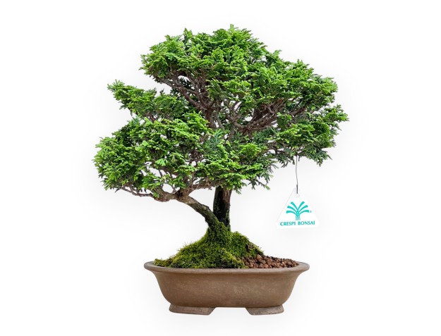 Chamaecyparis Obtusa - False Cypress - 31 cm