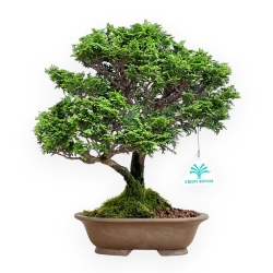 Chamaecyparis Obtusa - Falso Cipresso - 31 cm