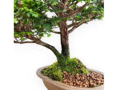 Chamaecyparis Obtusa - Falso Cipresso - 31 cm