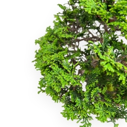 Chamaecyparis Obtusa - Falso Cipresso - 31 cm