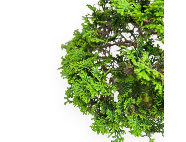 Chamaecyparis Obtusa - Faux Cyprès - 31 cm 2