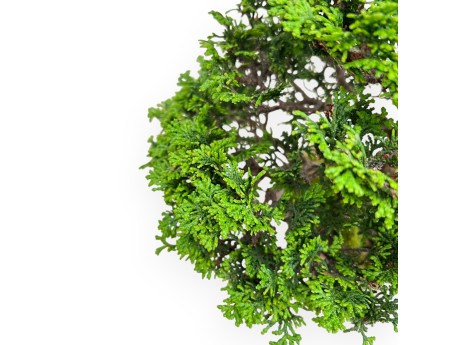 Chamaecyparis Obtusa - Falso Cipresso - 31 cm