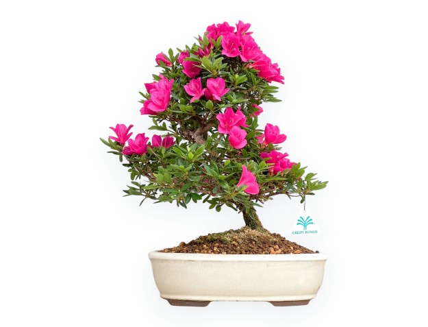 Rhododendron Indicum Hoshi No Kagayaki - Azalea - 42 cm