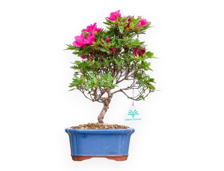 Rhododendron Indicum Hoshi No Kagayaki - Azalée - 35 cm