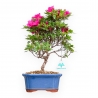 Rhododendron Indicum Hoshi No Kagayaki - Azalea - 35 cm